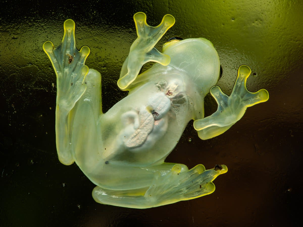 A glass frogs had transparent skin  (Getty Images/iStockphoto)