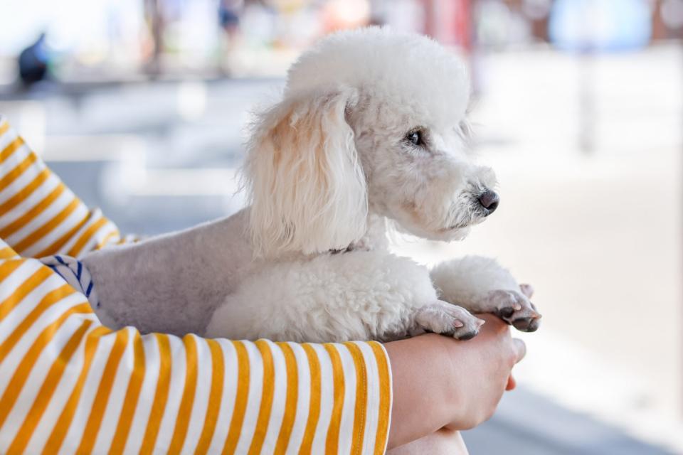 person holding white toy poodle with french cut