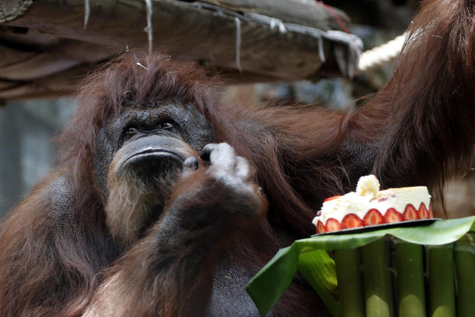 Orangutan Nenette eats a cake as she celebrates her 50th birthday, at the Jardin des Plantes zoo, in Paris, Sunday, June 16, 2019. (AP Photo/Thibault Camus)