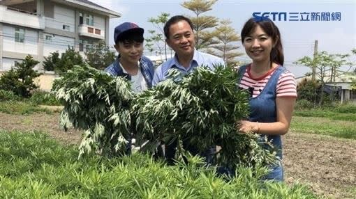 艾草功效多能驅蚊蟲也能泡澡。（圖／三立新聞網）