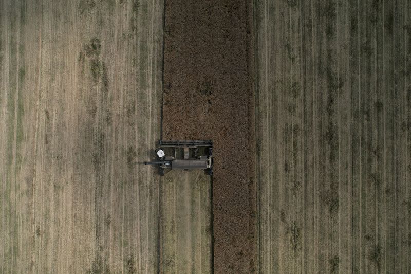 Rapeseed harvesting in Cherkasy region