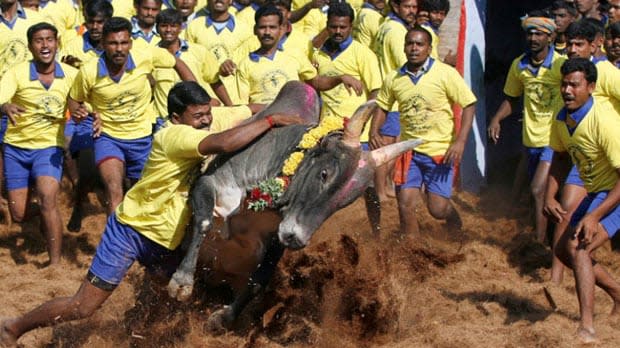 Traditional bull-taming ritual resumes in India