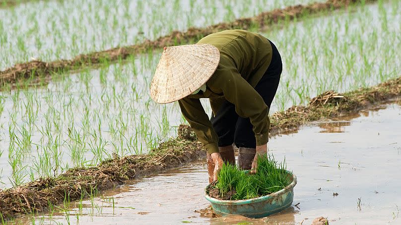 Farmers produce rice by flooding their rice fields.