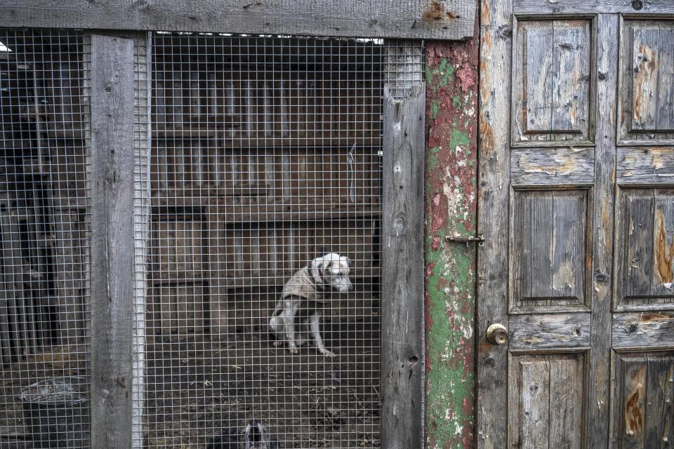 A white dog wearing a coat sits in an enclosure at an animal shelter in Odesa.