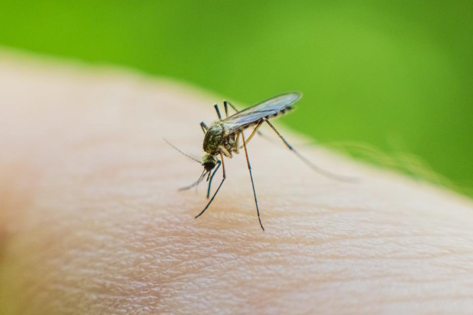 A mosquito crawls over a person's skin against a green background.