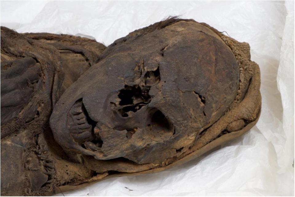 The Delémont male mummy: view of the face and aspects of the upper body half from the right side.