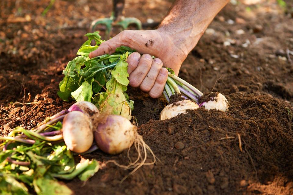 best vegetables to grow turnips