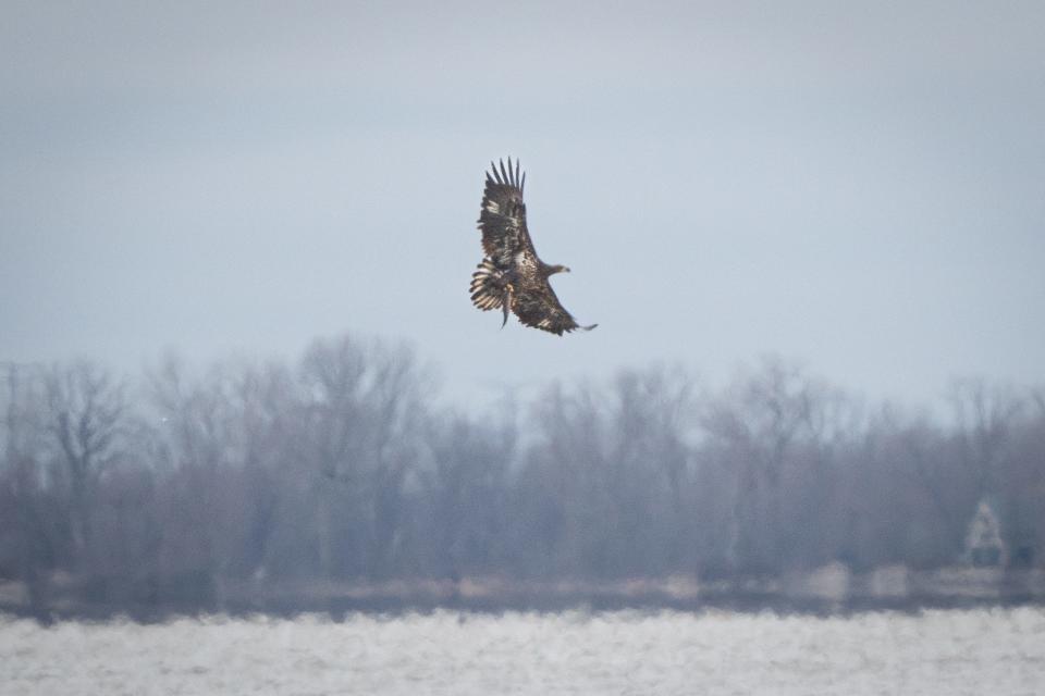 A juvenile bald eagle flies away with a fish in its talons Friday at the DTE Energy Monroe Power Plant.