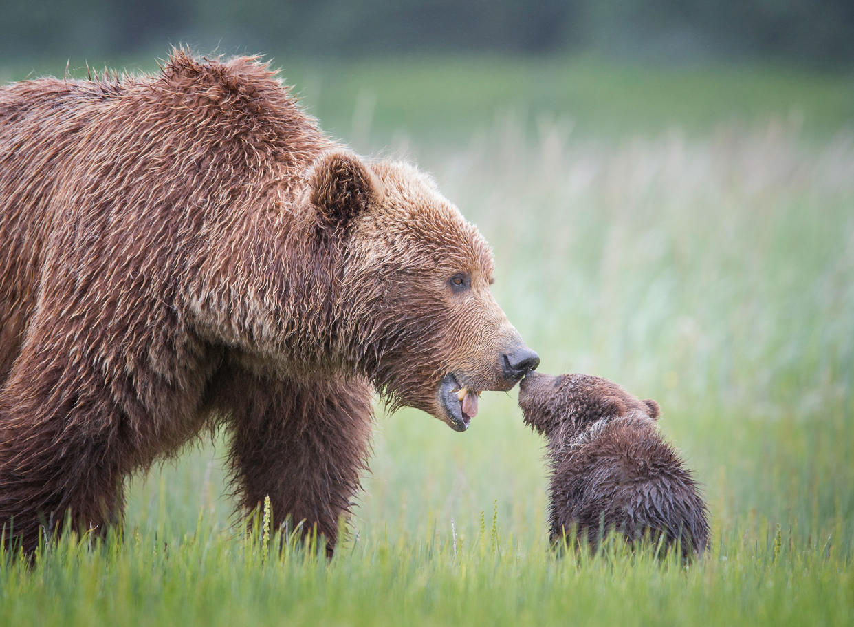 A Brown bear with her cub. (Tin Man Lee/Remembering Bears)