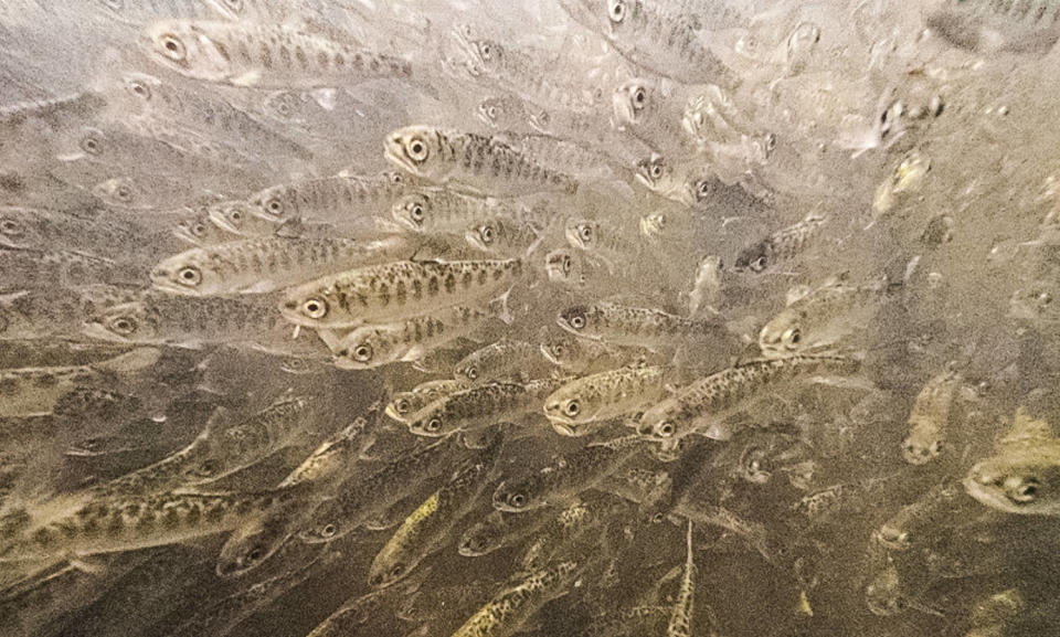 Juvenile Chinook salmon swim in a raceway at Iron Fish Gate Hatchery, Siskiyou County, Calif., (Travis VanZant / California Department of Fish and Wildlife)