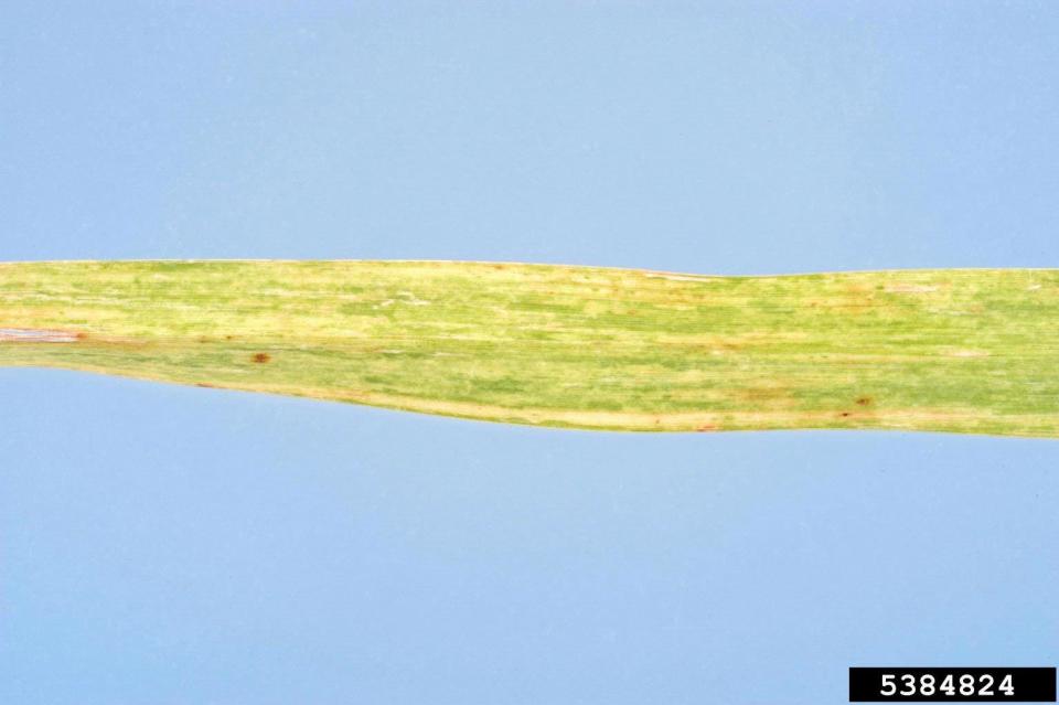 Sugarcane Mosaic Virus (Potyvirus Sugarcane Mosaic Virus (SCMV))