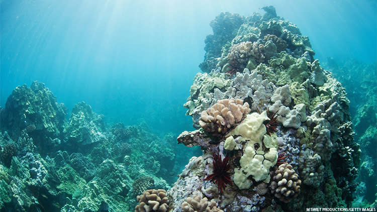 Hawaii's coral reefs