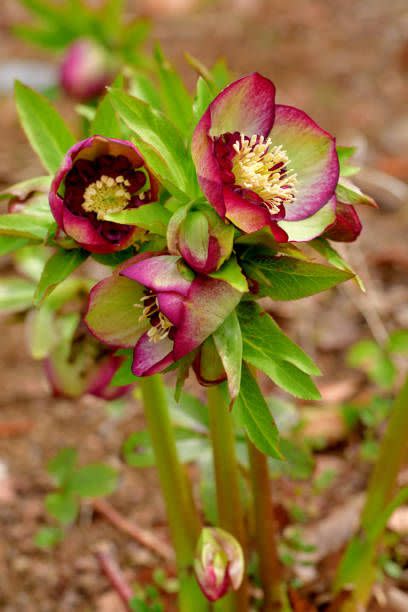 9) Hellebore