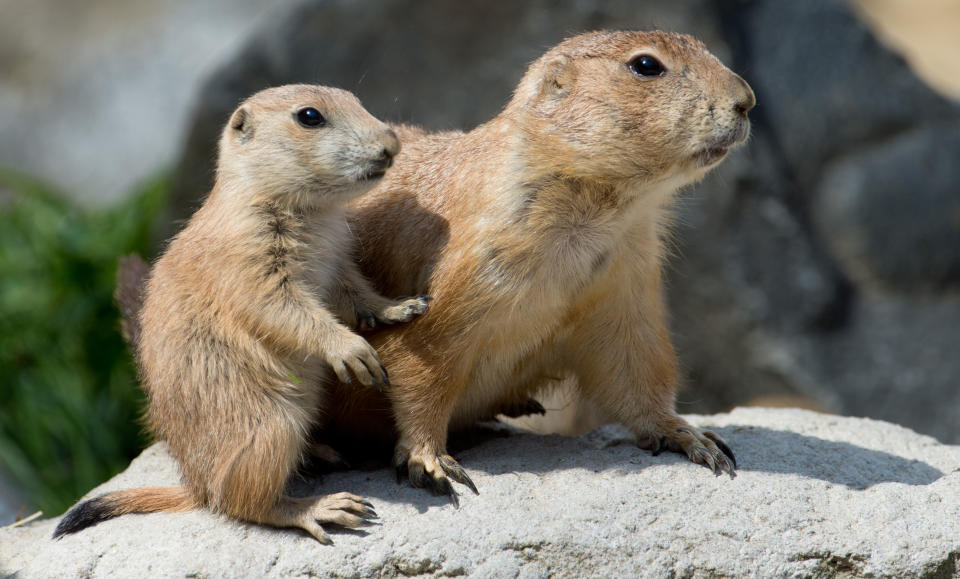 Multiple cases of the plague in Denver-area prairie dogs prompted the cancellation of postgame festivities at a Colorado Rapids game. (Getty)