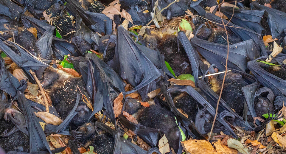 Piles of dead flying foxes found during the  summer. Source: David White / HSI