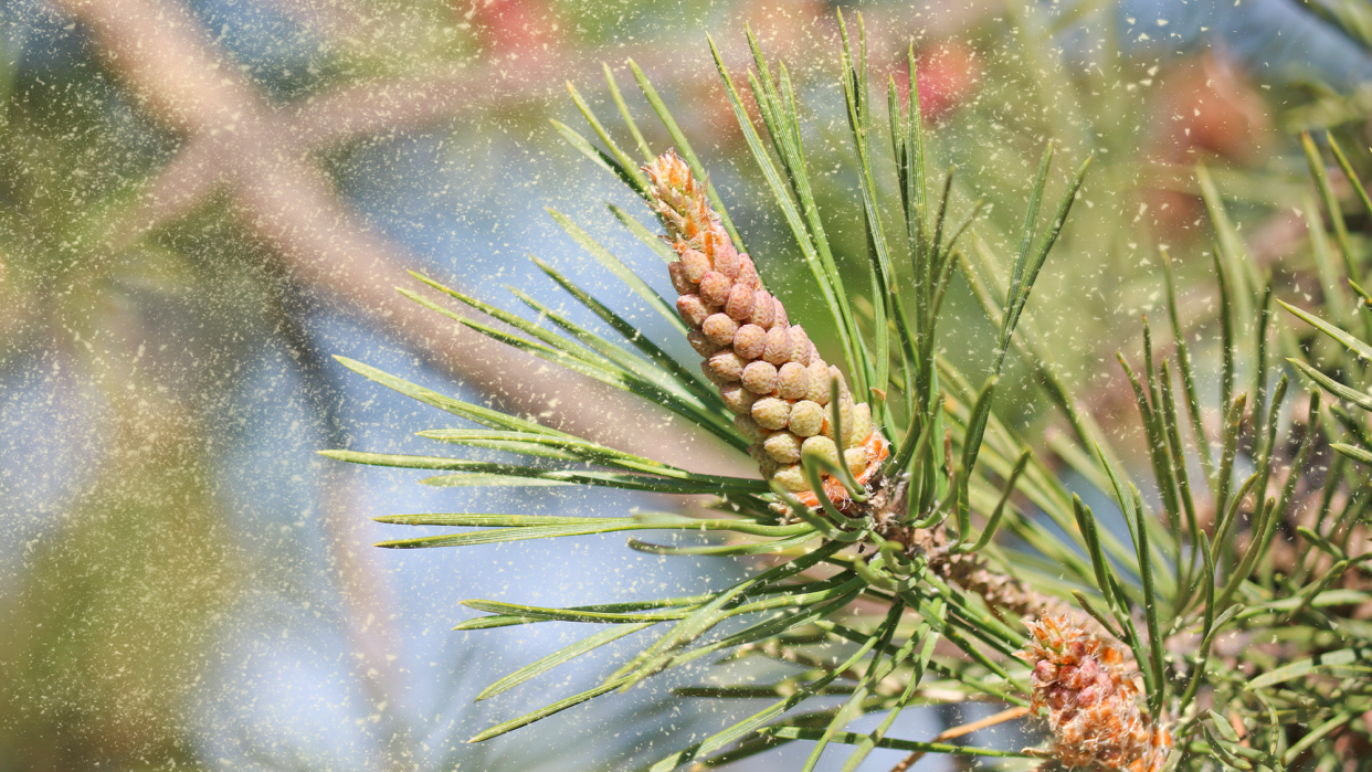 Yellow pollen spring out from a coniferous tree. The pollen that makes us sneeze every spring, may have helped lay the groundwork for the migration of our very distant ancestors into Eurasia.