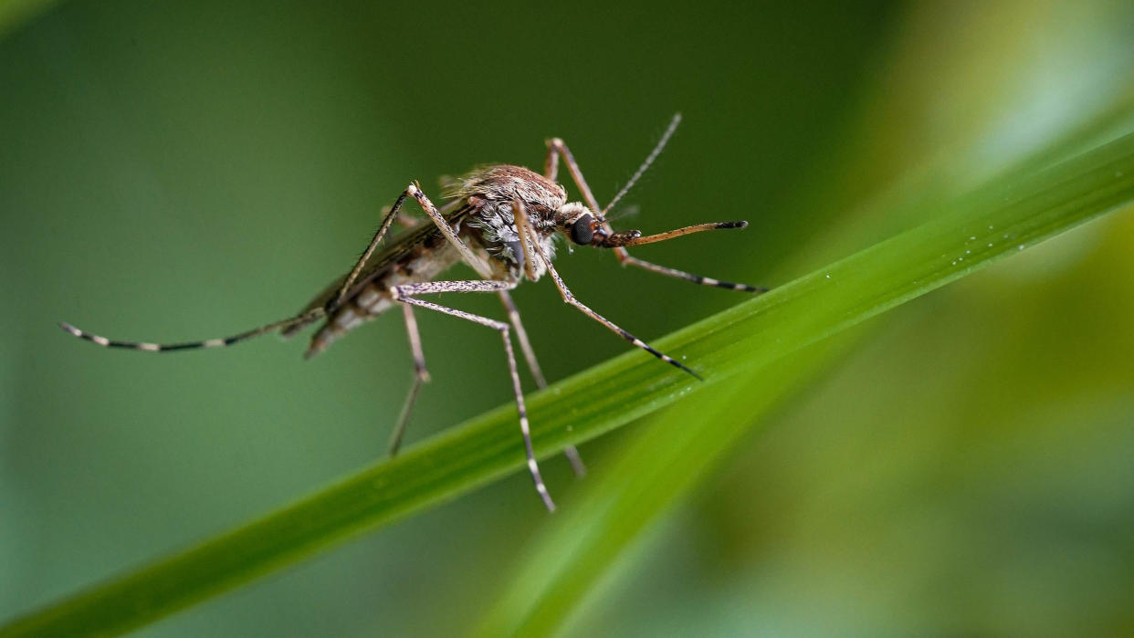  A mosquito resting on a plant 