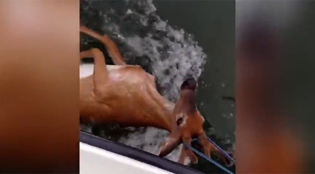 The buck was rescued by the group in the middle of the Atlantic Ocean. Source: LiveLeak/pontiaku