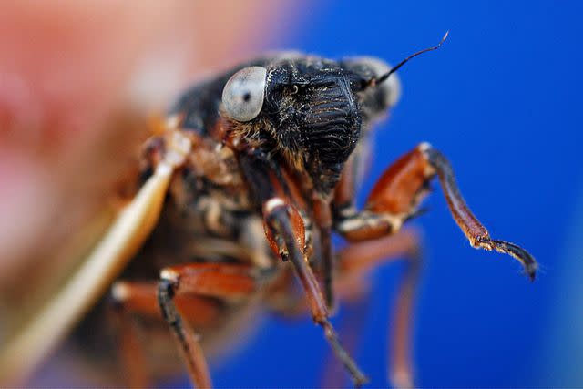 <p>AP Photo/The Journal, Jason Turner</p> A blue-eyed cicada found in 2004