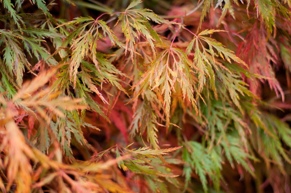 A container garden is the ultimate accessory for your porch, patio, or doorstep. These plants will keep you in style, even in the shade