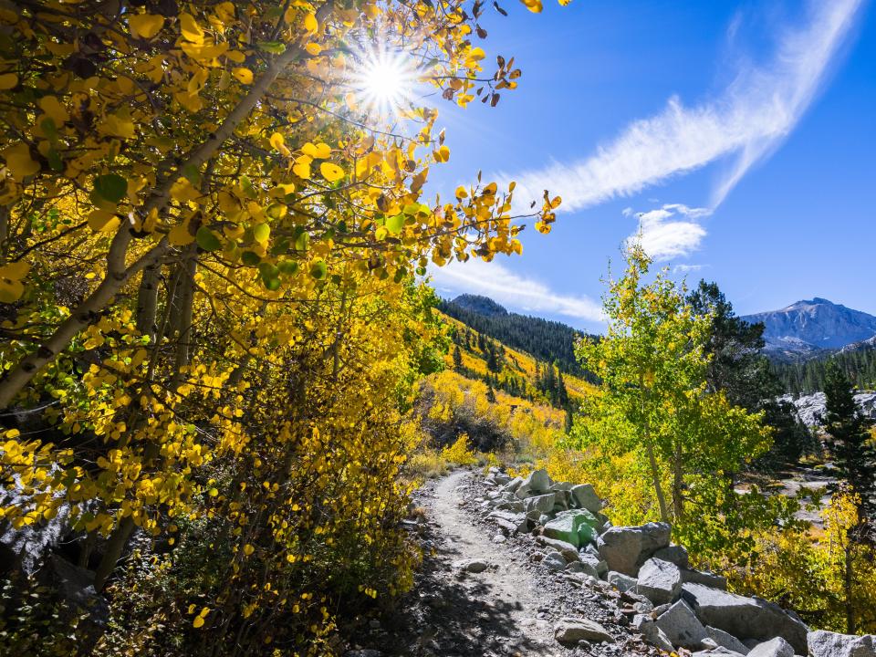 Hiking trail lined up with aspen trees in the Eastern Sierra mountains, John Muir wilderness, California