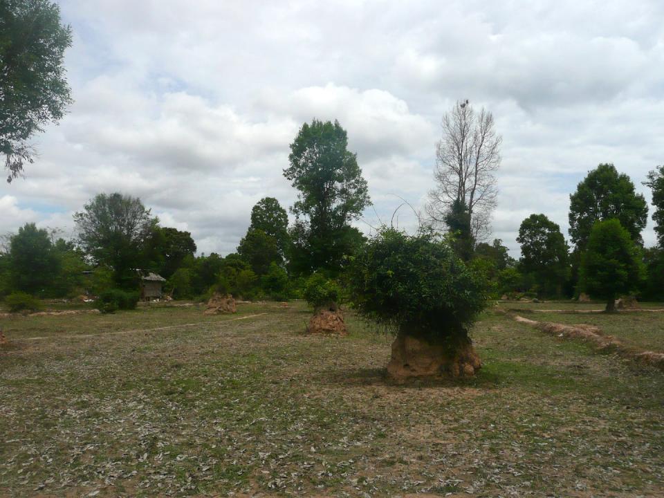 Présence de termitières (produites par Macrotermes gilvus) qui sont exploitées dans les rizières par les agriculteurs qui les « taillent » pour fertiliser leurs parcelles tout en les maintenant actives. Fourni par l'auteur