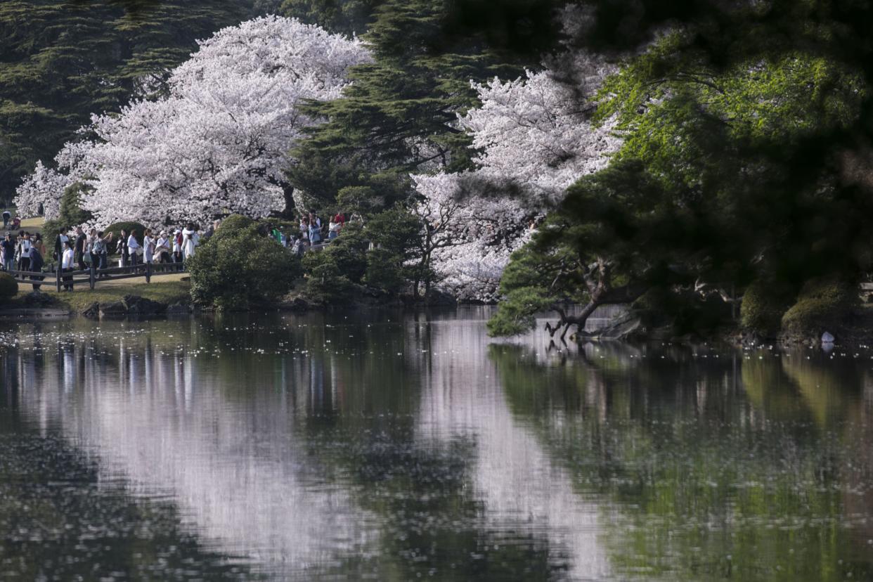 Cherry trees in bloom at Shinjuku Gyoen in Tokyo in 2018. (Photo: Shiho Fukada/Bloomberg)