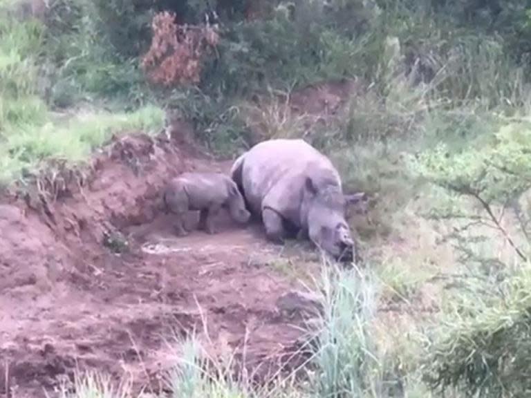 Rhino calf filmed suckling dead mother after South African poachers hack off horn