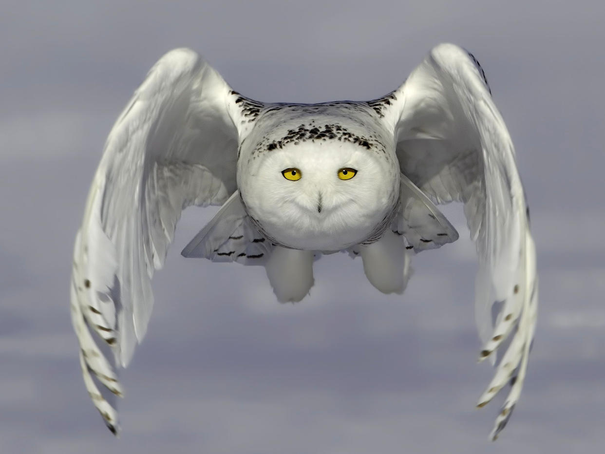 A snowy owl pictured flying just above the ground in Ontario, Canada: Rex/Rick Dobson