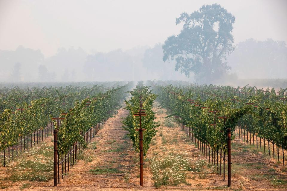 California vineyards affected by wildfire smoke