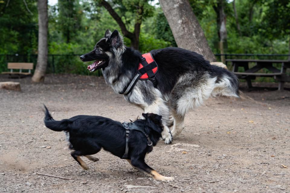 German shepherd-husky mix Fox Mulder, 3 years, and miniature Australian shepherd Zeus, 5 months, play at the French Broad River Dog Park on July 25, 2022.