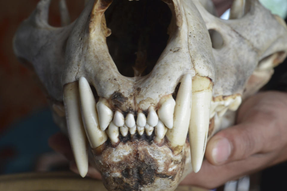 This June 2015 photo provided by the Wildlife Trust of India shows a tiger skull that was seized by Indian law enforcement authorities at the border with Bhutan. Authorities in India are concerned a 2020 spike in poaching not only could kill more endangered tigers and leopards but also species these carnivores depend upon to survive. (Jose Louies/WTI via AP)