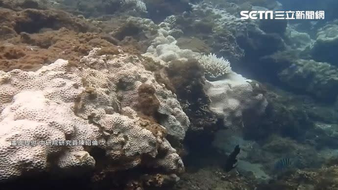 海水升溫，珊瑚白化。（圖／中研院研究員陳昭倫提供）