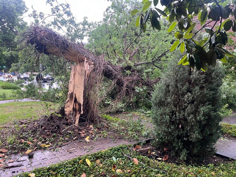 Thunderstorms throughout Texas knocked down power lines and trees, including at University Park in Dallas (AP)