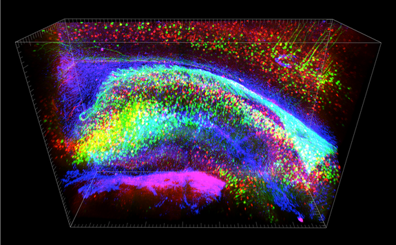 CLARITY allows molecular analysis of the intact brain. Each color represents a different molecular label; this labeling can happen after the brain is clarified but still fully intact. Hippocampus is shown, a structure important for many importa