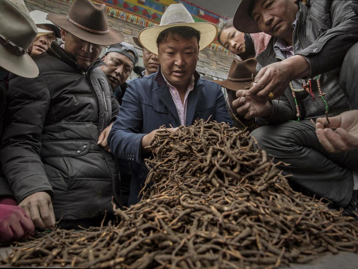 Tibetan nomads examine cordycep fungus for sale at a market: Getty