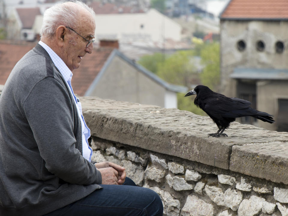 Estas aves también reconocen a quienes los respetan (Foto:Getty)