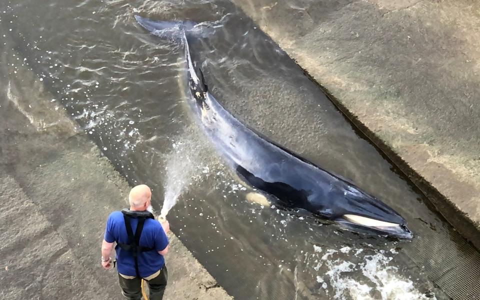 Rescue attempts are made to try and save a small whale stranded in the River Thames - @dkfitldn