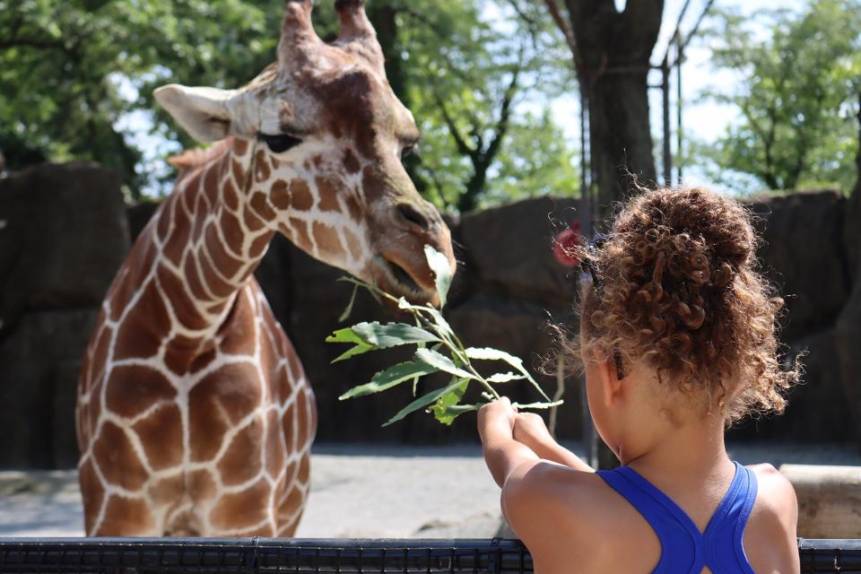 A little girl feeding a giraffe at the Giraffe Feeding Experience in the Philadelphia Zoo