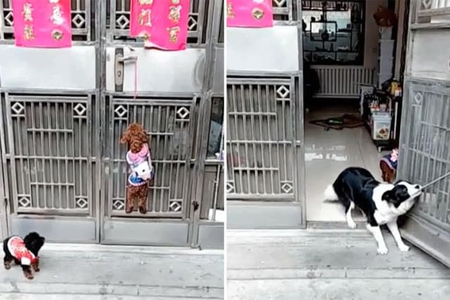 Jail-breaking dogs use teamwork to sneak into house