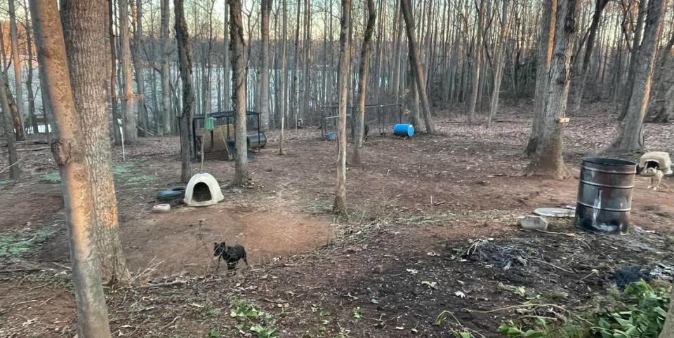 Deputies Seized 25 Dogs In Cracking A Multi-State Dog-Fighting Ring In Rural Western Iredell County, Sheriff Darren Campbell Said Friday, Feb. 2, 2024.