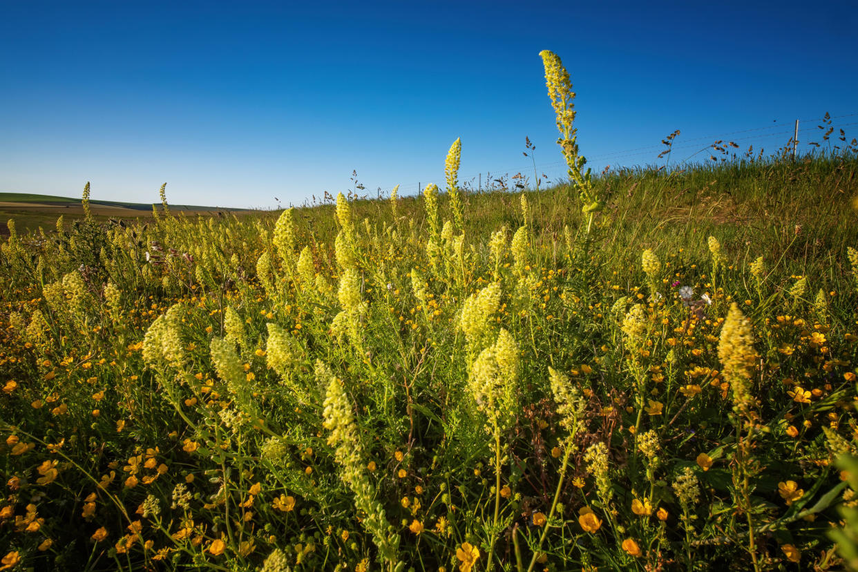 Wildflowers in the South Downs National Park (South Downs National Park Trust/PA)