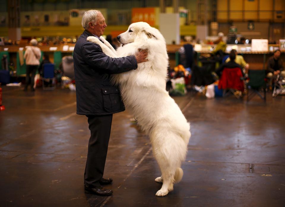 <span><b>15th most popular.</b> <br>Arthur Ward stands with his Pyrenean Mountain Dog Cody during the first day of the Crufts Dog Show in Birmingham, central England, March 5, 2015. (REUTERS/Darren Staples)</span>