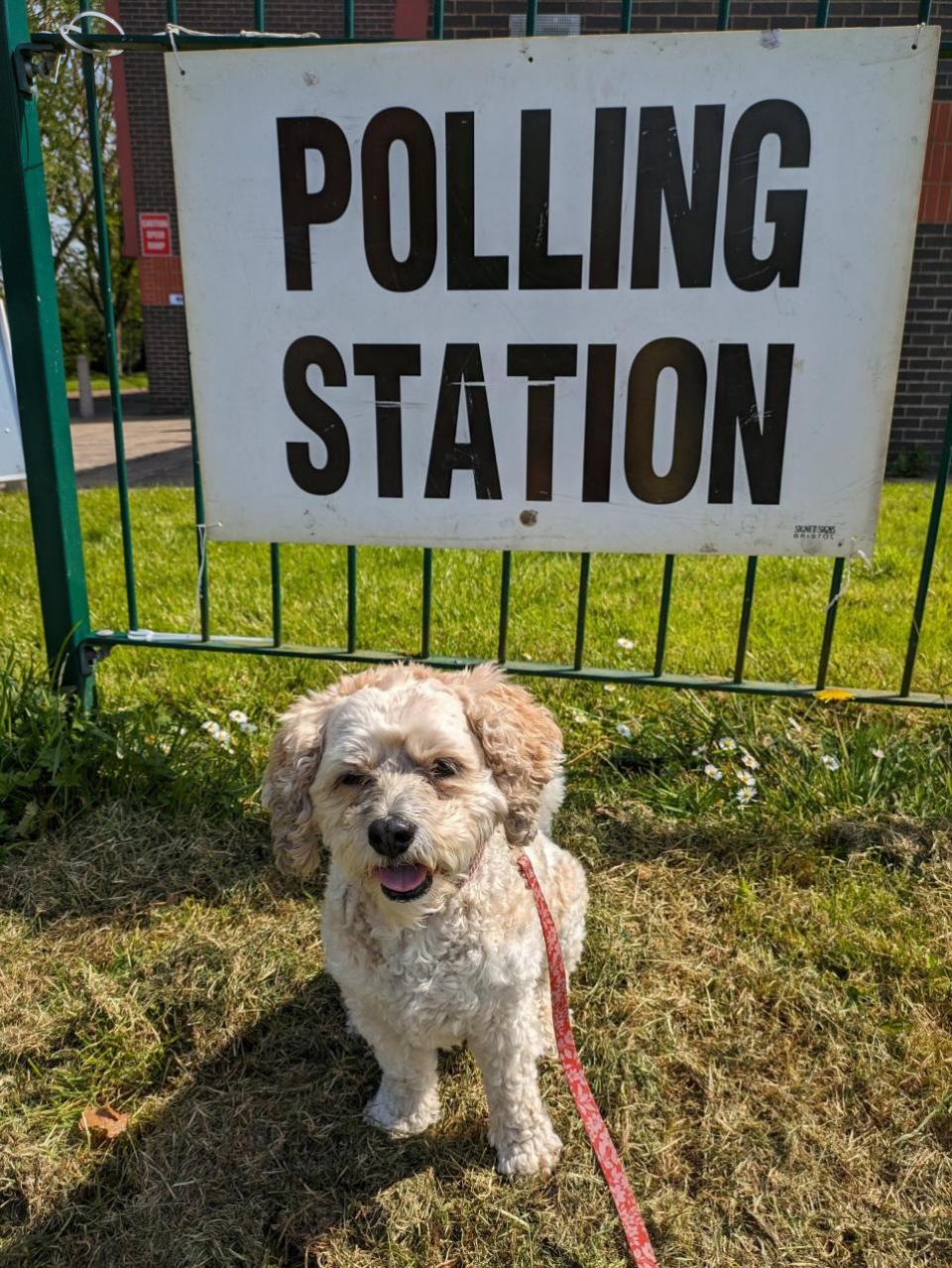 York Press: Alfie very pleased with her trip to vote at Strensall village hall