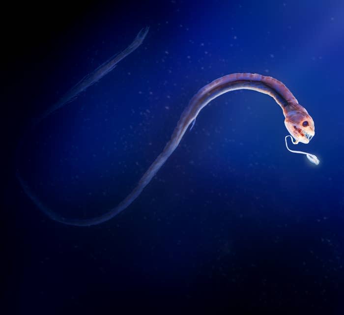 An elongated, eel-like deep-sea creature with a bioluminescent lure extending from its bottom jaw, swimming in a dark aquatic environment