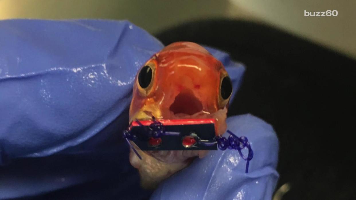 This Tiny Goldfish Just Got Braces and It's Winning the Internet