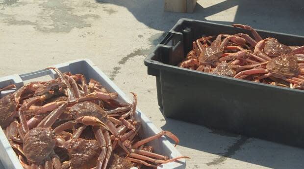 Crustacés Baie-Trinité has been forced to sell unprocessed crab because half its temporary foreign workers are still in quarantine.  (CBC - image credit)