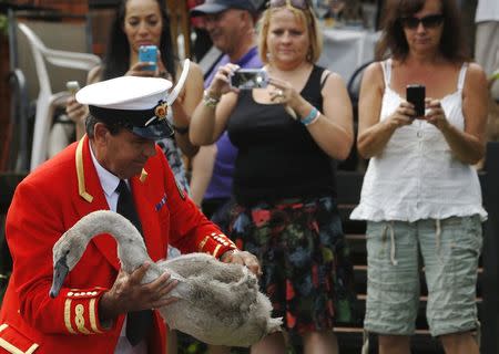 The Queen's Swan Marker David Barber carries a cygnet to inspect during the annual Swan Upping ceremony on the River Thames between Shepperton and Windsor in southern England July 14, 2014. REUTERS/Luke MacGregor