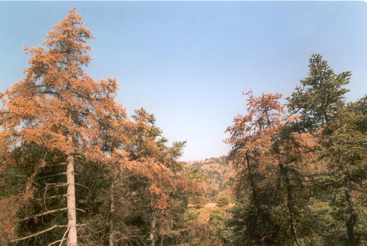 Poblaciones de pinsapo (Abies pinsapo) con síntomas de decaimiento y mortalidad en el Parque Nacional Sierra de las Nieves (Málaga). Foto J.C. Linares