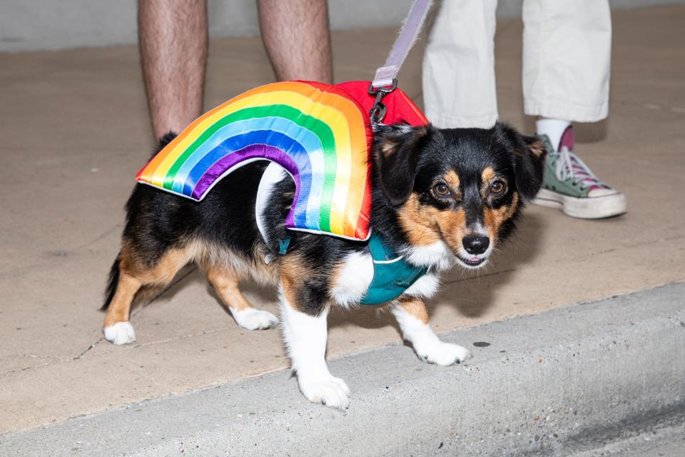 Appa wears a rainbow costume during the Pride Parade and Block Party on Saturday, Oct. 7, 2023, in Corpus Christi, Texas.